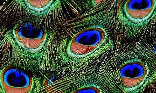 大熊猫殴打孔雀,最后还拿孔雀羽毛剔牙