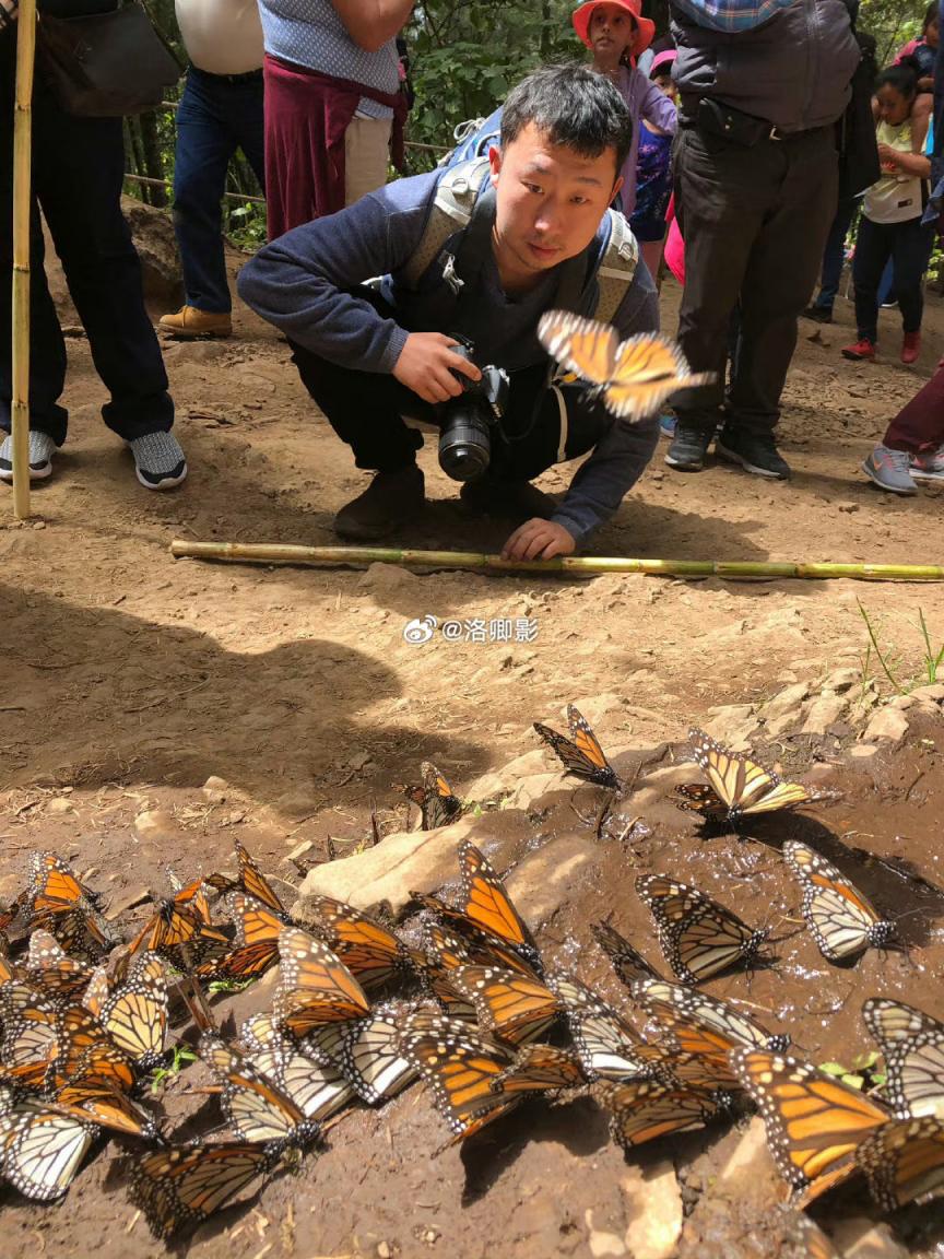 云南金平的蝴蝶大爆发,今年亲眼见到了